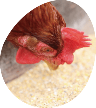 美味しいたまごは健康なニワトリから